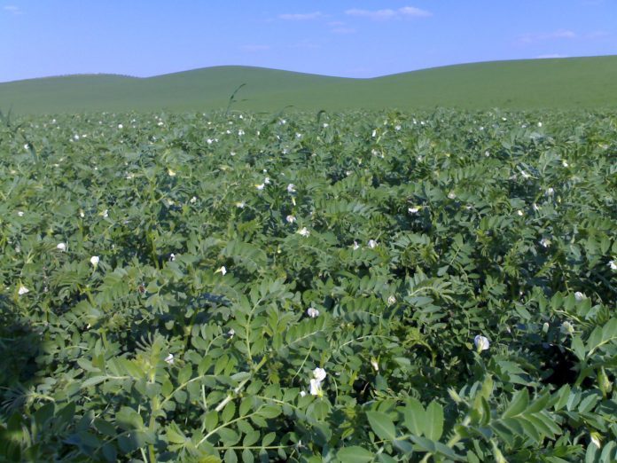campo