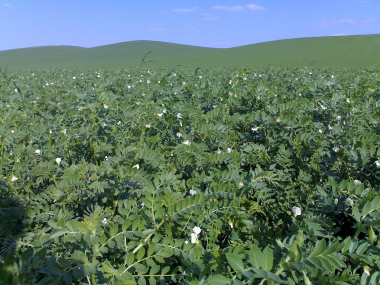 campo