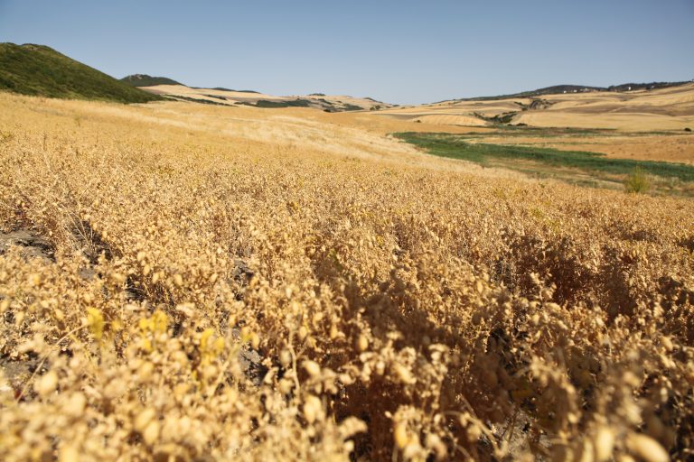 Legumbres, un arma saludable contra el cambio climático