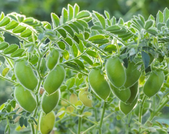 ¿Dónde se cultivan las legumbres en España?