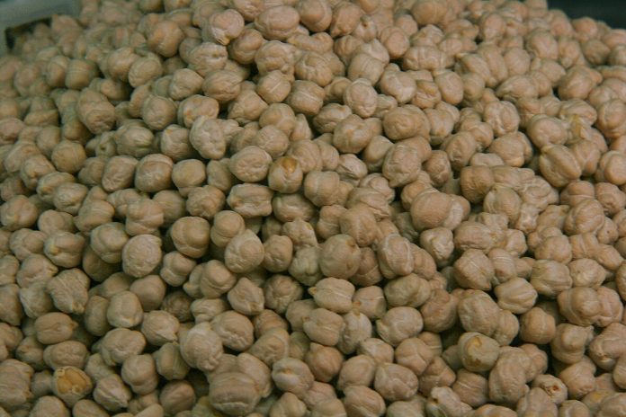 Garbanzo_de_Sauco